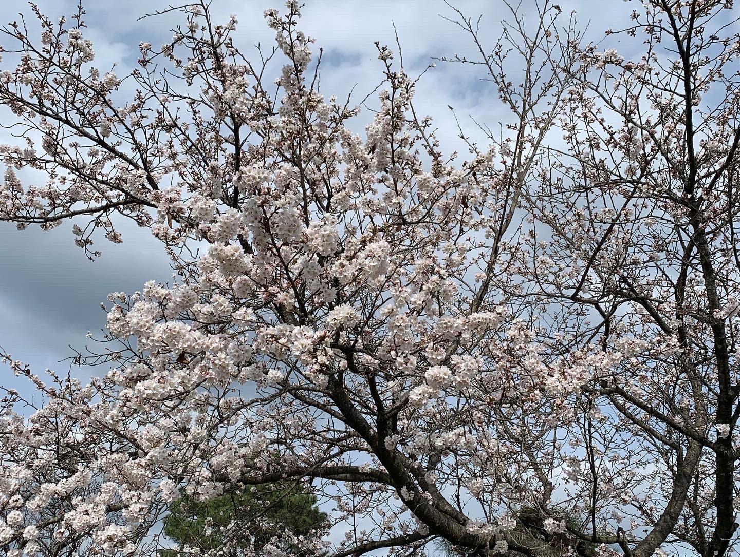 Cherry blossoms in full bloom
